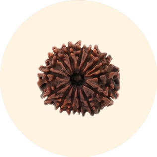 Premium Rudraksha